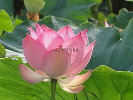 鮮花,蓮花,性質(zhì)