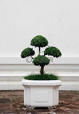 盆景,树,bäumchen