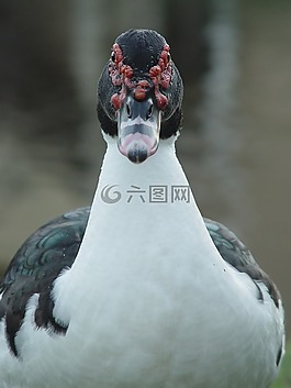 鳥,自然,戶外