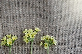 黃花九輪草,花,黃色花