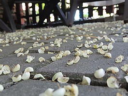 小花,地面,墮落