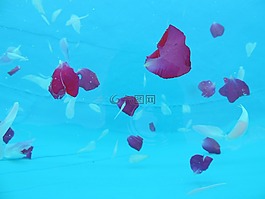 摘要,水,門票