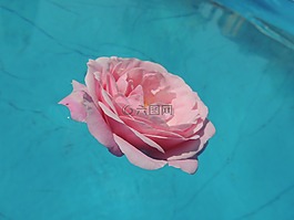 玫瑰,水,粉紅色