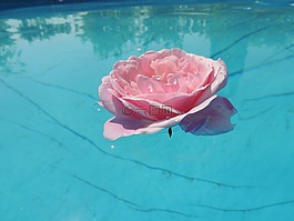 玫瑰,水,粉紅色