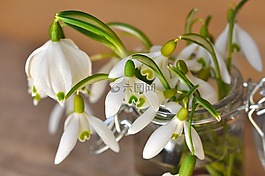 斯諾德羅普,鈴蘭,花