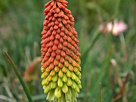 自然,花,植物區(qū)系