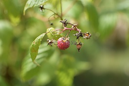 覆盆子,水果,紅色水果