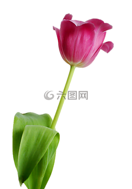 郁金香,花,羅莎