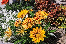鮮花,9月1日,類