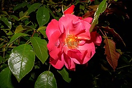開花,玫瑰,粉紅色的玫瑰