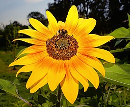 花,開花,太陽花