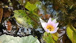 花卉,水,植物园