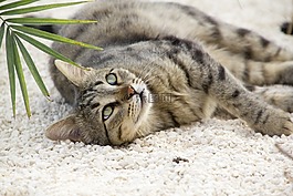 貓,寵物,動物