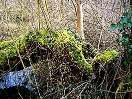倒下的樹,野性,moss