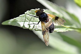 森林schwebefliege,昆虫,飞