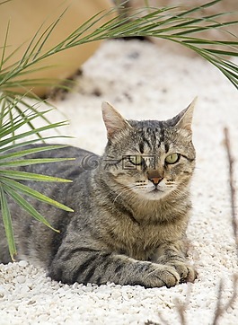貓,寵物,動物