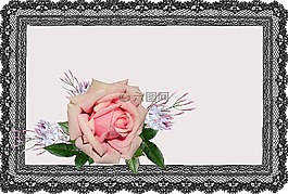 賀卡,粉紅玫瑰,茉莉花