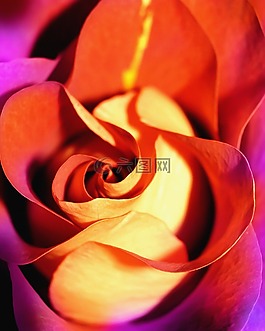玫瑰,紅色,花