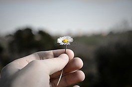 白色的花,性質(zhì),蓬勃發(fā)展