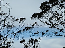 樹,天空,藍色