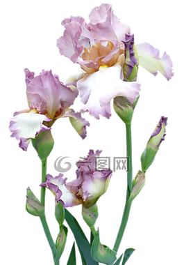 鳶尾花,植物,紫紅