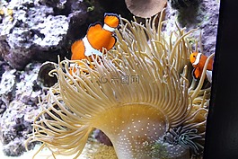 水族館,anemonefish,小丑魚