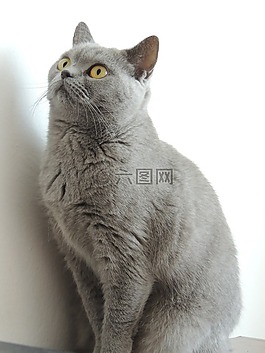 貓,家,灰色