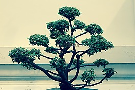 盆景,树,bäumchen