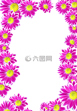 鮮花,紫,孤立