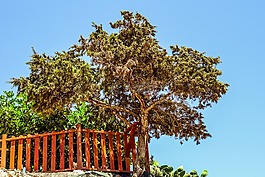 juniper,树,悬崖