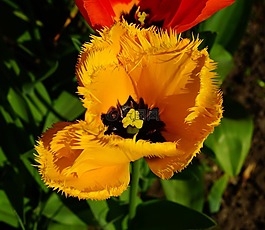 花,開花,郁金香