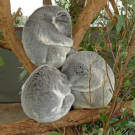 考拉,熊,動(dòng)物園