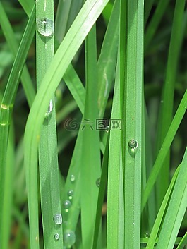 滴,草坪,綠色