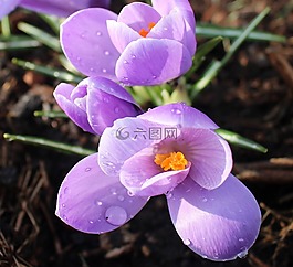 鮮花,藏紅花,紫