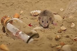 大鼠,嚙齒動(dòng)物,動(dòng)物