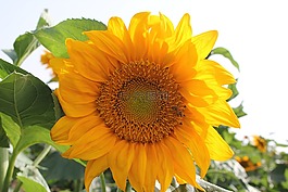 向日葵,黃色,花