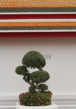 盆景,树,bäumchen