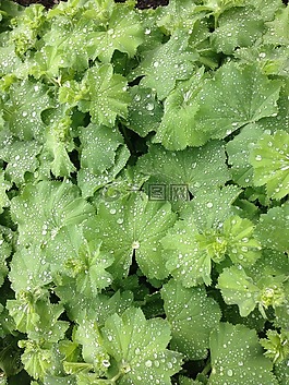 葉子,露水,一滴水