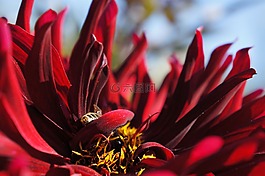 朵紅色的花,蜜蜂,昆蟲