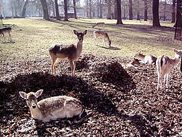 鹿,公園,野生