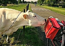 牛,牲畜,動物