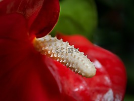 红掌,红色,弗拉明戈花