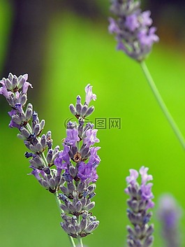 熏衣草,花,植物
