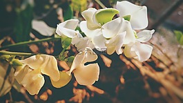 自然,花,植物區(qū)系