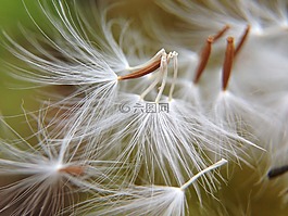 蒲公英,鮮花,光