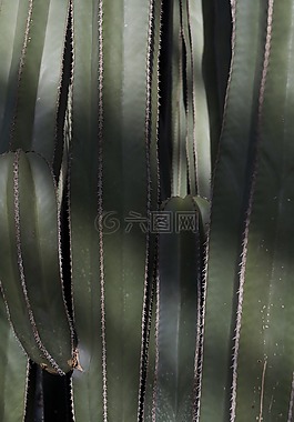 仙人掌,植物,长木
