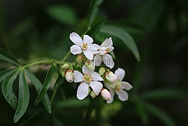 橙色墨西哥,choisya,灌木