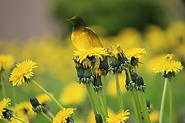 鳥(niǎo),草,顏色
