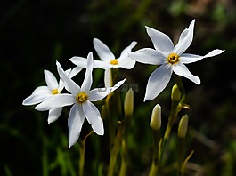 花,百合花,白