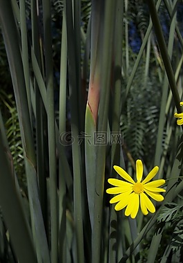 花,雛菊,花的